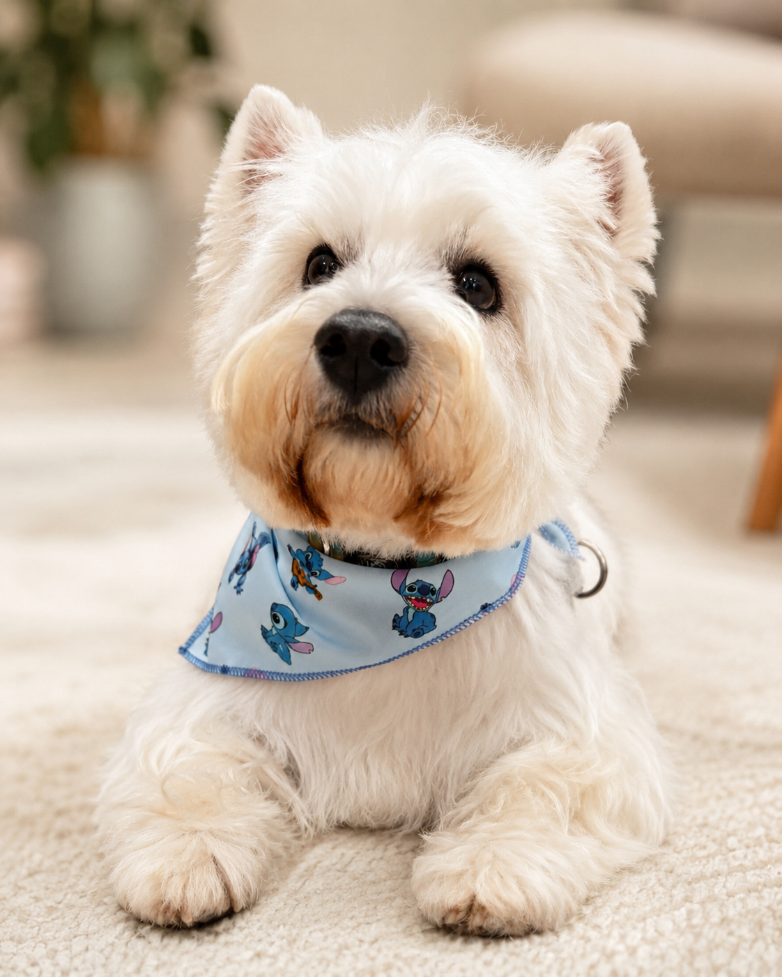Orion, cão coterapeuta da raça Westie