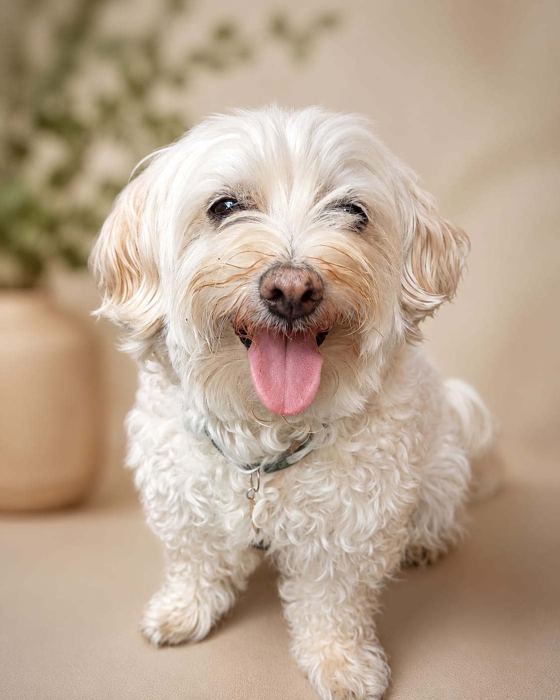 Grego, cão coterapeuta da raça Maltês