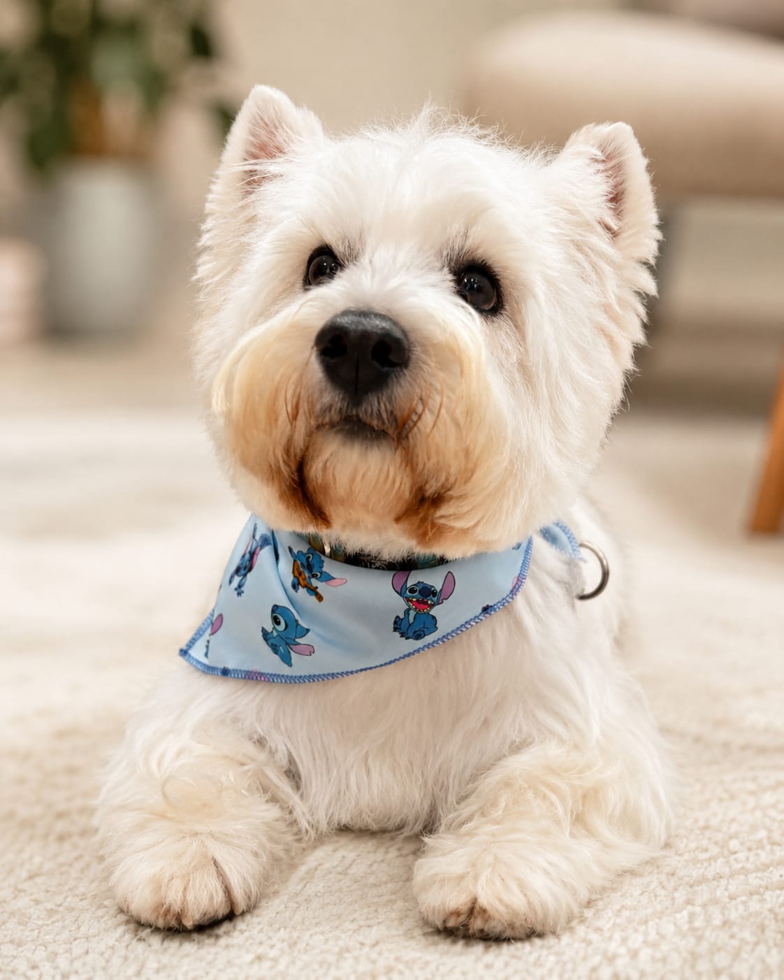 Orion, cão coterapeuta da raça Westie